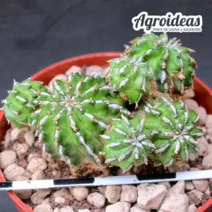 Euphorbia sepulta