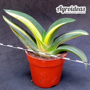Gasteria híbrida «variegata»