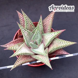 Haworthia striata X koelmaniorum