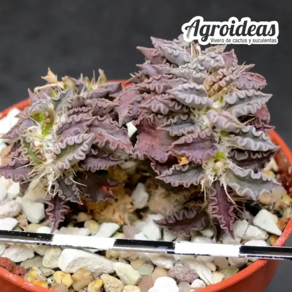 Euphorbia tulearensis - Imagen 3