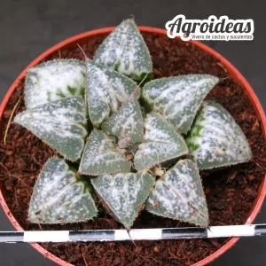Haworthia "Yuki keshiki"