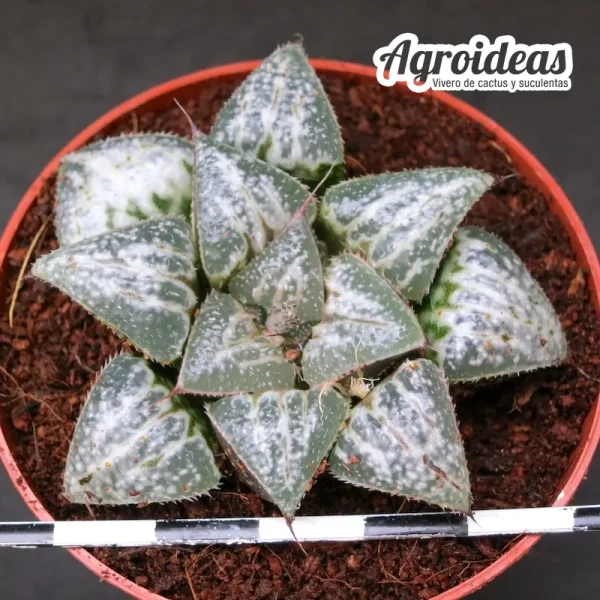 Haworthia "Yuki keshiki"