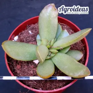 Adromischus umbraticola "Ramosus"