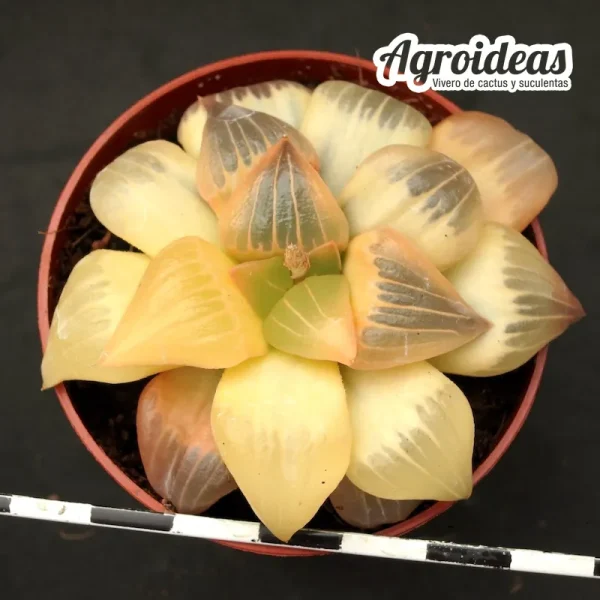 Haworthia atrofusca "Golden Variegata" - Imagen 2
