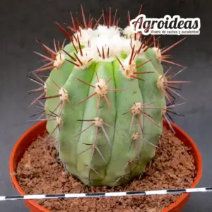 Copiapoa híbrida X haseltoniana "selección M-11 cm"