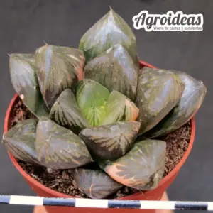 Haworthia bayeri "Variegata"