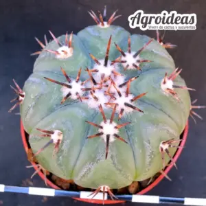 Echinocactus horizonthalonius