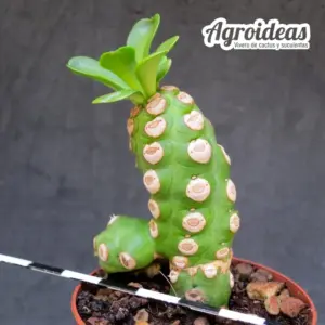 Euphorbia royleana fr. "nuda compacta"