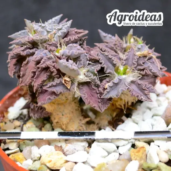 Euphorbia tulearensis - Imagen 2