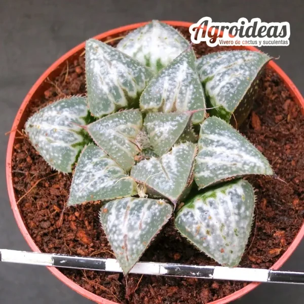 Haworthia "Yuki keshiki" - Imagen 2