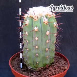 Copiapoa marginata "Ejemplar"