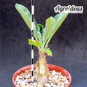 Sesamothamnus rivae
