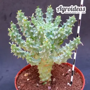 Euphorbia tuberculata "Ejemplar"