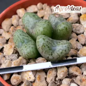 Conophytum swanepoelianum ssp. rubrolineatum RR1398