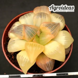Haworthia atrofusca "Golden Variegata"