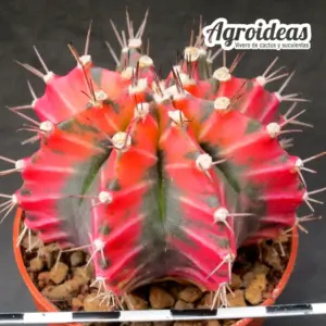 Gymnocalycium X friedrichii lB2178 «Aguadulce» Variegata