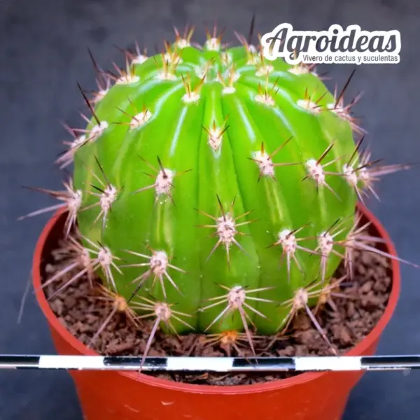 Trichocereus Madeira x samnensis X AG361 - Imagen 2