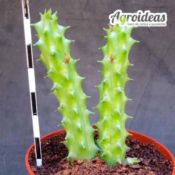 Duvalia pillansii x Huernia aspera - Imagen 2