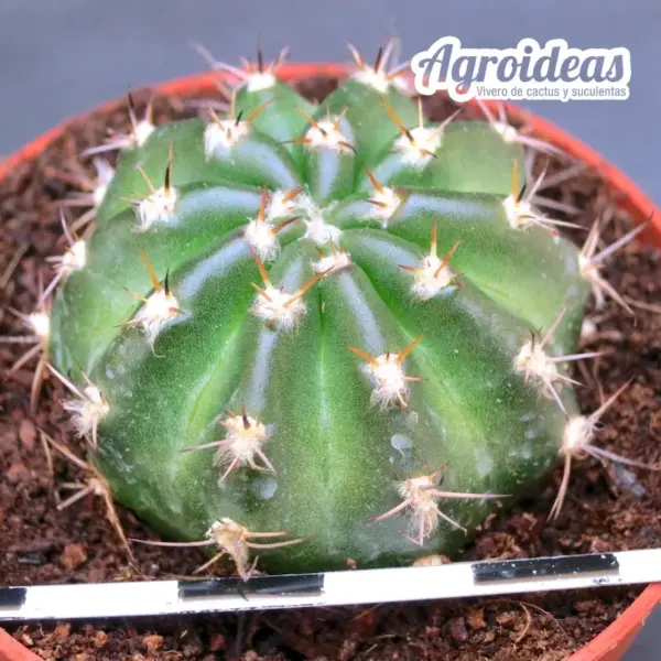 Lobivia cv. "Champolion" Ex. Agroideas - Imagen 2