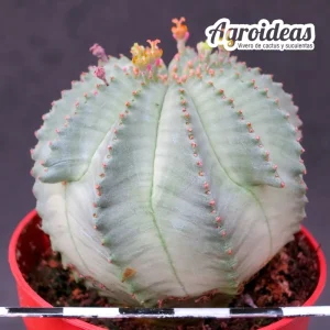 Euphorbia X obesa Hembra "Ex. Agroideas"