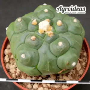 Astrophytum asterias var. nudum fr. "Kikko Turtle"