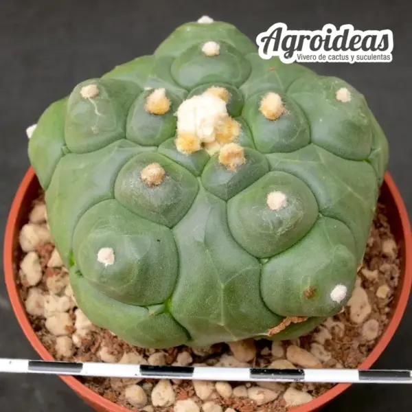 Astrophytum asterias var. nudum fr. "Kikko Turtle"