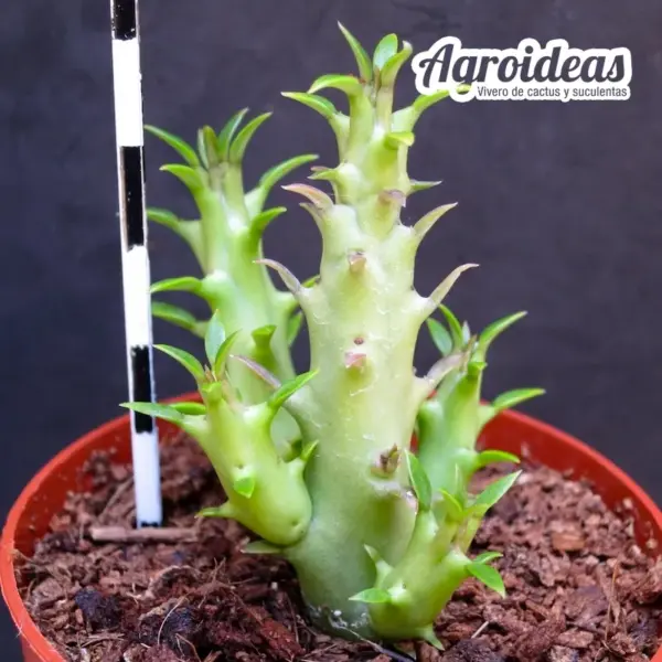 Huerfrerea - Imagen 2