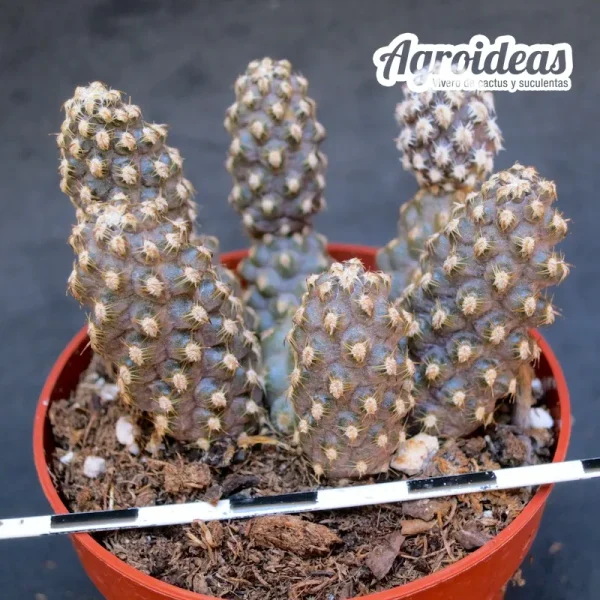 Pterocactus australis - Imagen 2