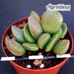 Adromischus hallii "Green Hulk"