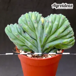 Myrtillocactus geometrizans "cristata y variegata"