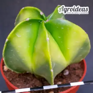 Astrophytum myriostigma var. nudum «Variegata»
