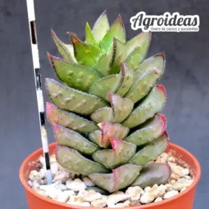 Astroloba bullulata "ejemplar"