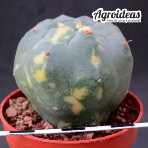 Matucana madisoniorum "variegata"