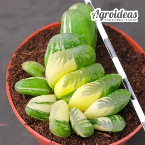 Haworthia "Seiko Nishiki"