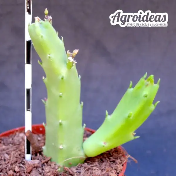 Stapelia flavopurpurea "flor roja" - Imagen 2