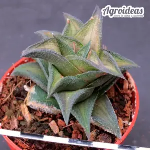 Astroworthia cv. "Biedes"