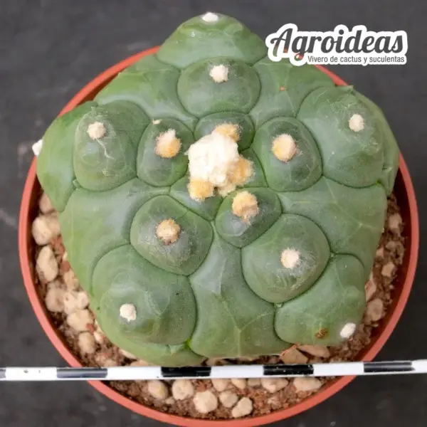Astrophytum asterias var. nudum fr. "Kikko Turtle" - Imagen 2