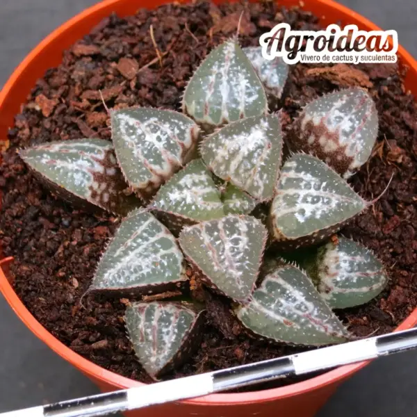 Haworthia «Yuki Keshiki» (Ex. Attila) - Imagen 2
