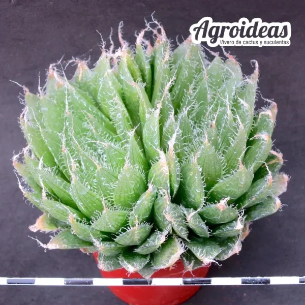 Haworthia semiviva CG-2842-s