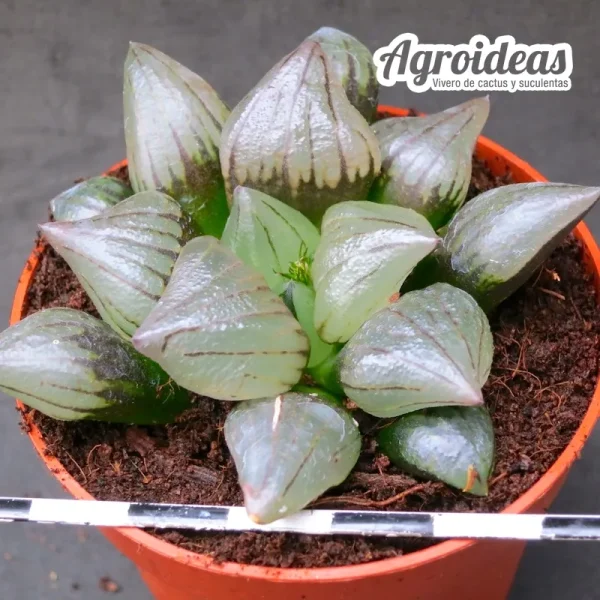 Haworthia atrofusca "Watermelon" - Imagen 2