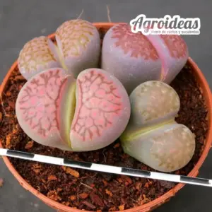 Lithops Mix "Pot 8,5 cm"