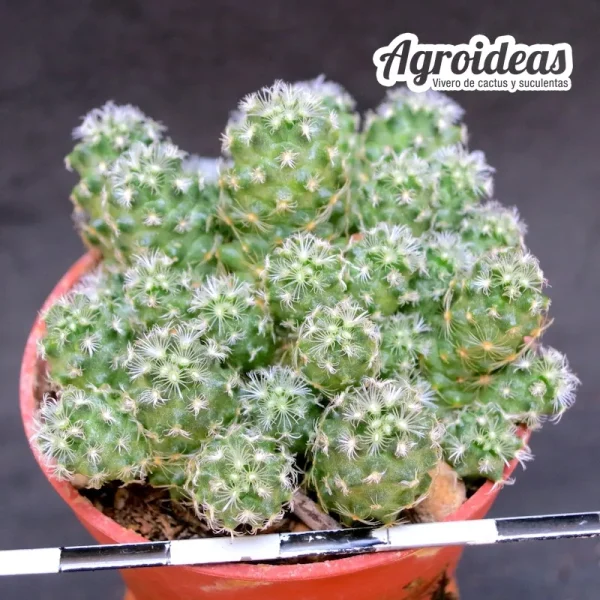 Mammillaria saboae v. saboae - Imagen 2