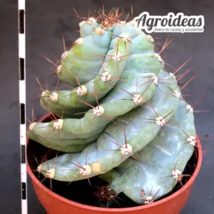 Cereus forbesii “Spiralis”
