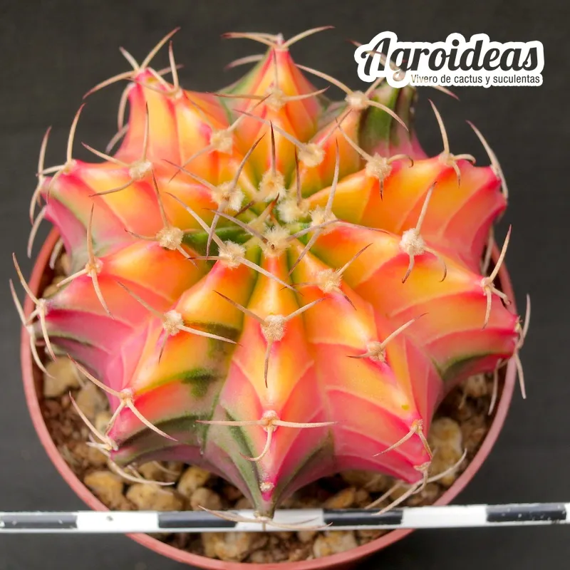 Gymnocalycium X friedrichii lB2178 «Aguadulce» Variegata - Imagen 2