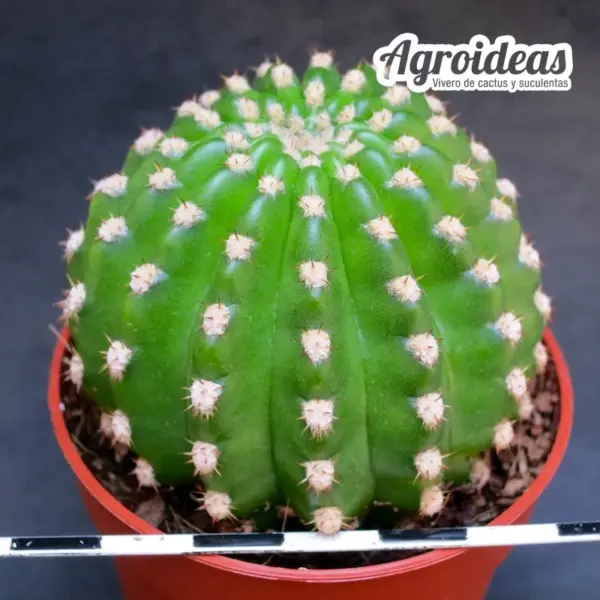 Trichocereus cv. "Ingrid" Ex. Agroideas - Imagen 2