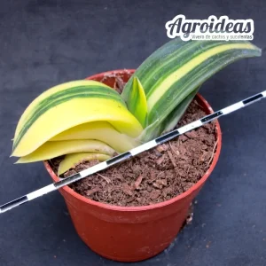 Gasteria híbrida «variegata»