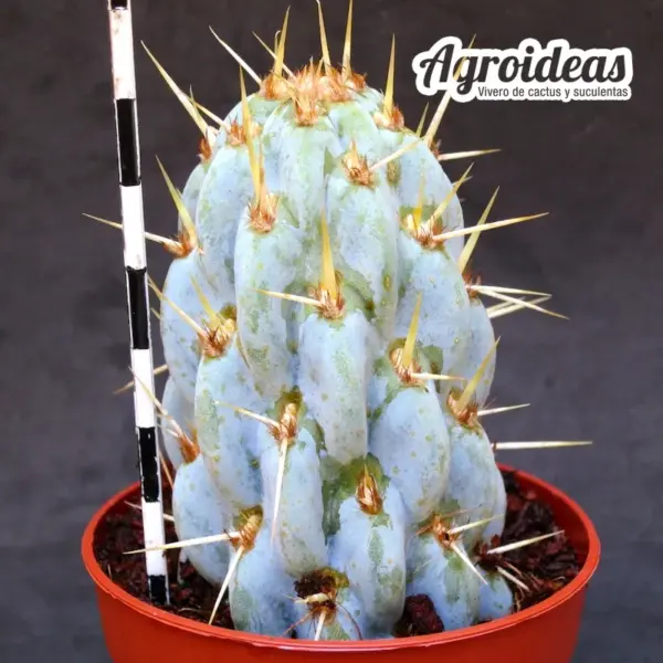 Miqueliopuntia miquelii - Imagen 2
