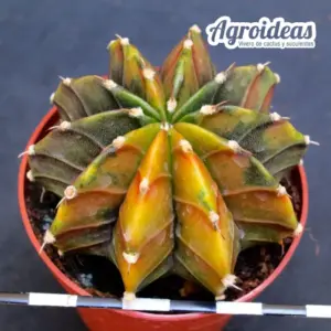 Gymnocalycium X Aguadulce «Variegata»