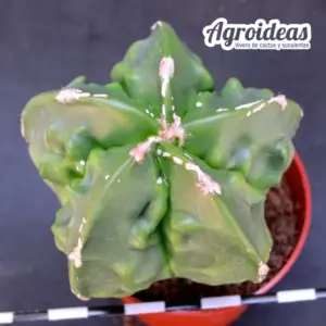 Astrophytum fukuryu var. nudum
