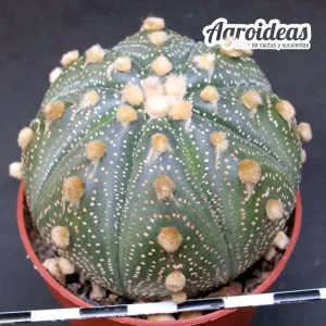 Astrophytum asterias "Ooibo" AKABANA